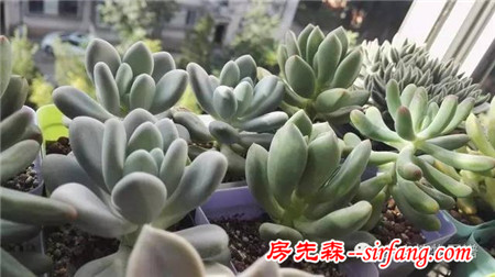 自从养了多肉，瞅啥都象花盆儿！