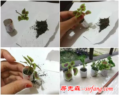 教你在家就可以diy的各种水培植物盆栽、微型花园！