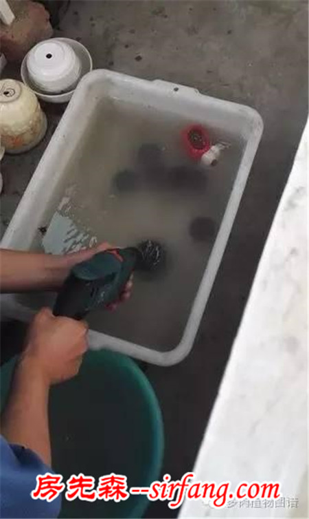 自从养了多肉，瞅啥都象花盆儿！