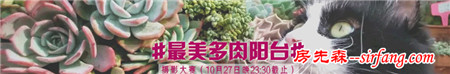 自从养了多肉，瞅啥都象花盆儿！