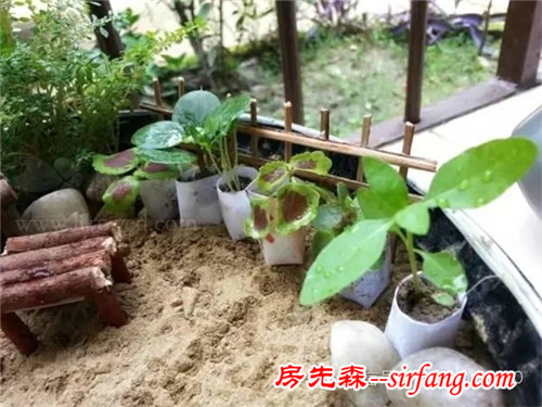 教你在家就可以diy的各种水培植物盆栽、微型花园！