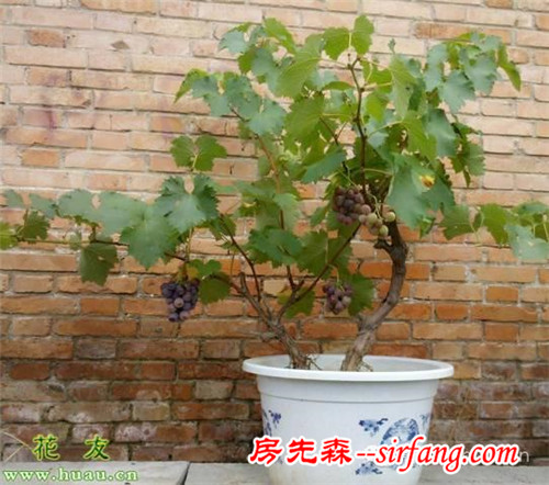 葡萄家庭陽臺盆栽葡萄怎樣修剪整枝