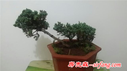 哪些花草让你感觉心情愉悦？你最爱什么花？