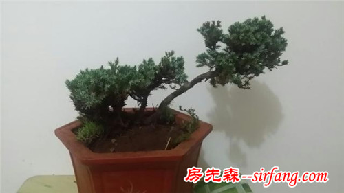 哪些花草让你感觉心情愉悦？你最爱什么花？