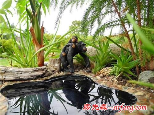 創(chuàng)意微世界，“迷你花園”微型景觀漂亮花園庭院！