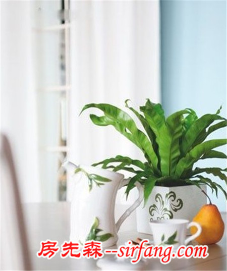 夏季让家更“清凉” 9款小盆栽装饰您的家