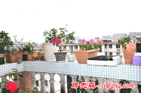 秋季家里该养些什么花？