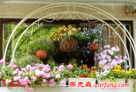 秋季家里该养些什么花？