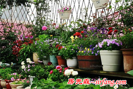 秋季家里该养些什么花？