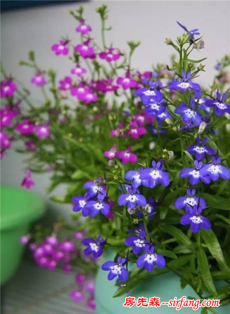 花开满屋，这10种花草拯救你的少女心！