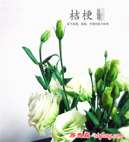 園藝科普65——洋桔梗，漂亮女人的最愛