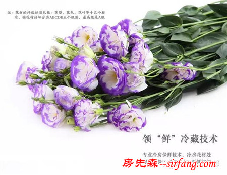 園藝科普65——洋桔梗，漂亮女人的最愛