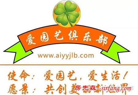 園藝科普65——洋桔梗，漂亮女人的最愛