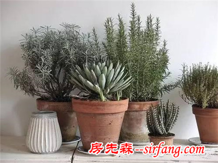 （植物）就算你家徒四壁，植物也能让你蓬荜生辉