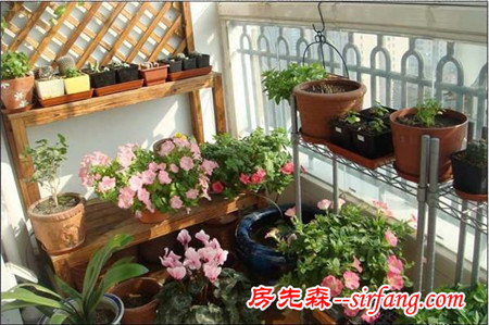 不同方位阳台的光照对养花有什么影响吗？
