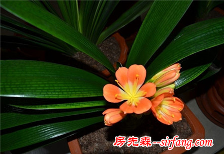 君子兰果然旺财，刚开花我就拿下二百万的生意！