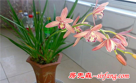 君子兰果然旺财，刚开花我就拿下二百万的生意！