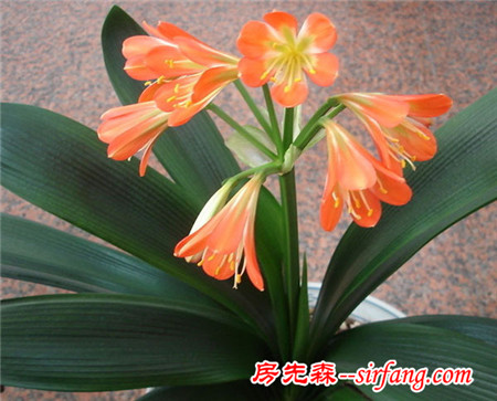 君子兰果然旺财，刚开花我就拿下二百万的生意！