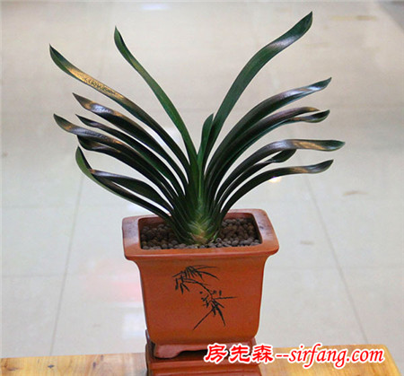 君子兰果然旺财，刚开花我就拿下二百万的生意！