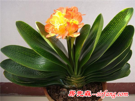 君子兰果然旺财，刚开花我就拿下二百万的生意！