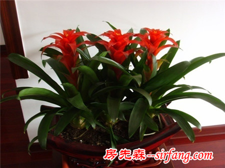 君子兰果然旺财，刚开花我就拿下二百万的生意！