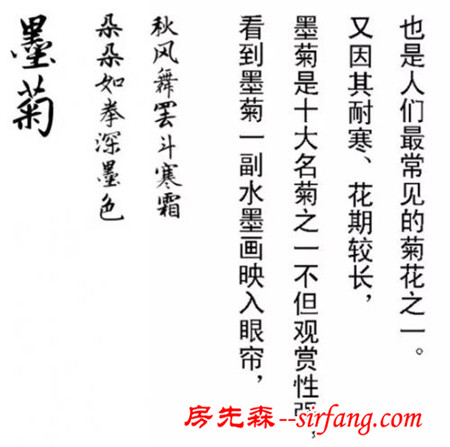 “菊花朵朵开”——瓣如宁墨“墨菊”