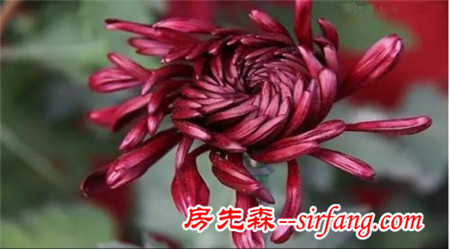 “菊花朵朵开”——瓣如宁墨“墨菊”