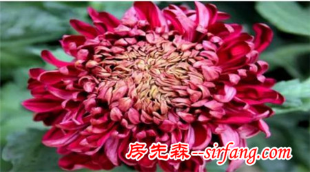 “菊花朵朵开”——瓣如宁墨“墨菊”