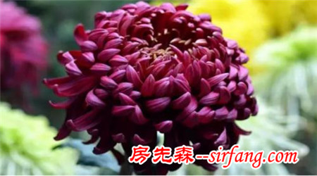 “菊花朵朵开”——瓣如宁墨“墨菊”