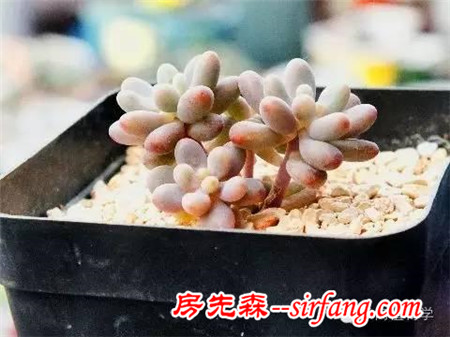 5种必养的多肉植物