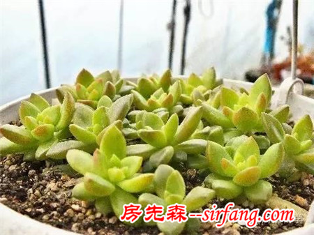 5种必养的多肉植物