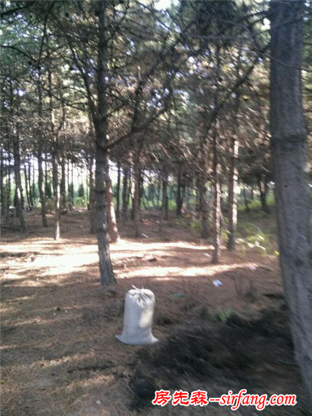 上山挖松針土，農村大哥說：這是好土