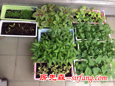 塑料花盆种菜有毒吗 塑料花盆养花好吗