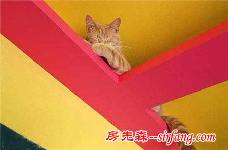 猫咪控达人9万装修的“猫乐园” 红黄绿蓝鲜艳色彩