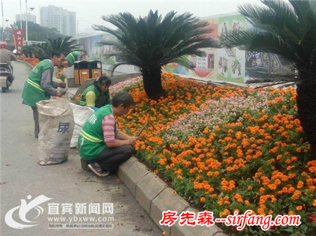 数十万盆栽装点戎城深秋 菊花最惹人爱