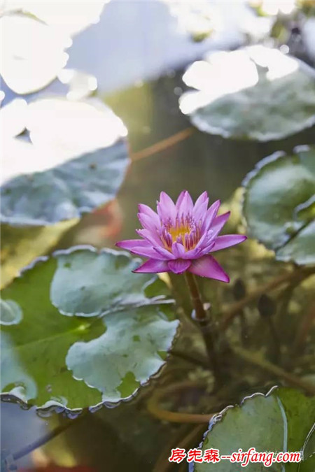 治愈系庭院 地中海之光