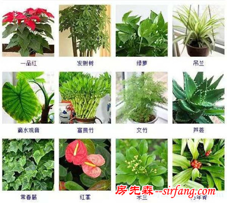 100种观叶植物，你都见过吗？