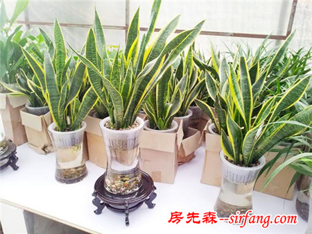 养什么植物可防止晚上睡觉屋内缺氧？