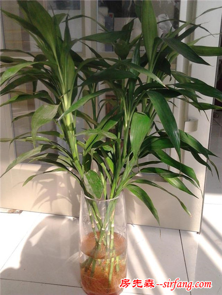 哪些植物能起到给室内加湿的效果？