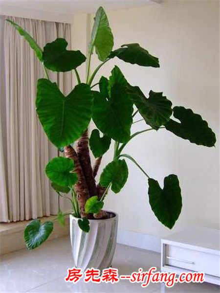 哪些植物能起到给室内加湿的效果？