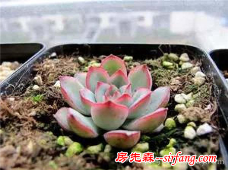 顏值多肉花月夜，花前月下夜生花。