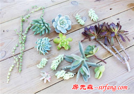 多肉繁殖｜扦插，從1到N ；美容整形