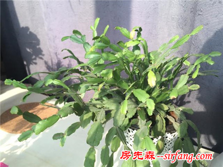 多肉繁殖｜扦插，從1到N ；美容整形