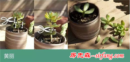 多肉繁殖｜扦插，從1到N ；美容整形