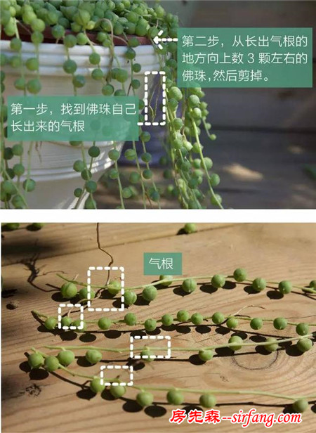 多肉繁殖｜扦插，從1到N ；美容整形