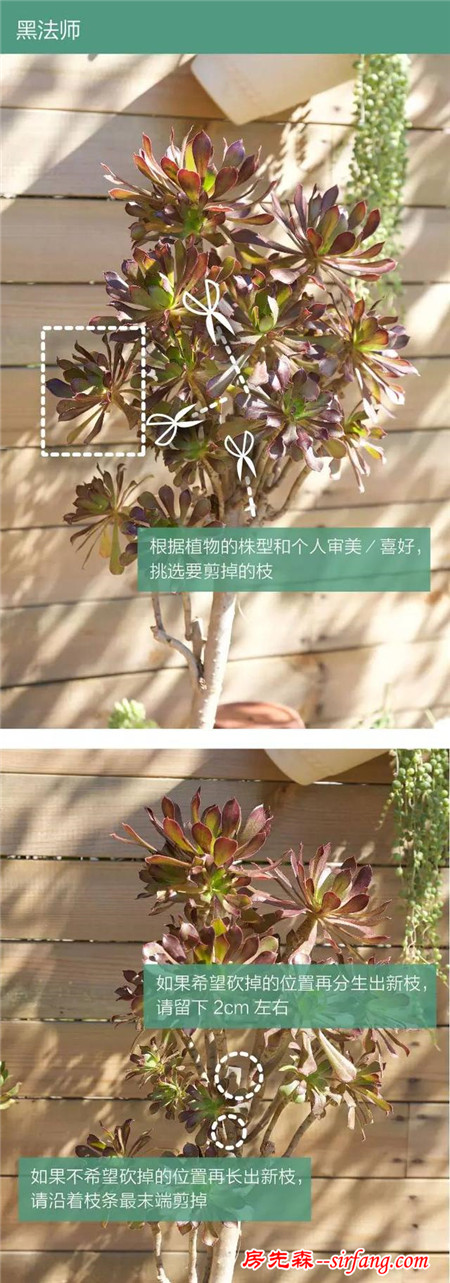 多肉繁殖｜扦插，從1到N ；美容整形
