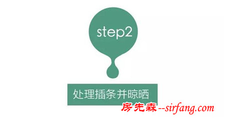 多肉繁殖｜扦插，從1到N ；美容整形