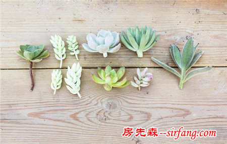 多肉繁殖｜扦插，從1到N ；美容整形