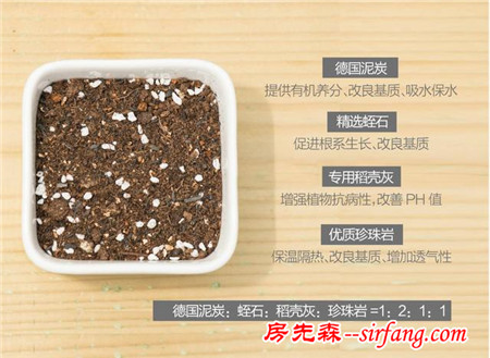 多肉繁殖｜扦插，從1到N ；美容整形