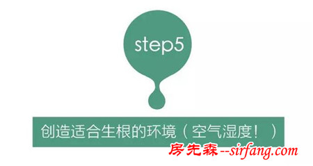 多肉繁殖｜扦插，從1到N ；美容整形